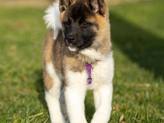 Akita dogs Tessa - Ad 3