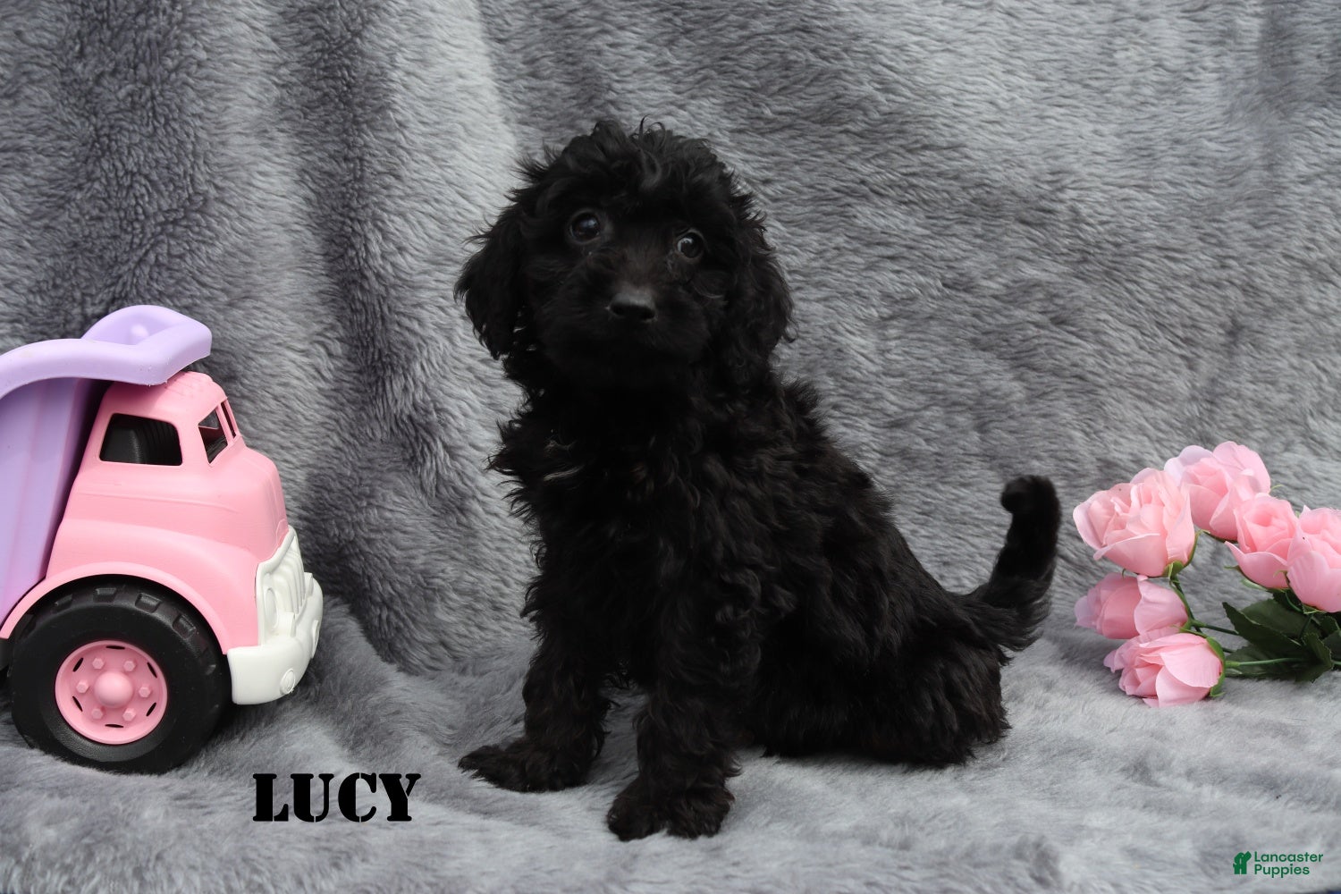 Mini Goldendoodle dogs for sale: Lucy - Ad 4