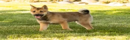 Shiba Inu dogs for sale: Brent  - Ad 2