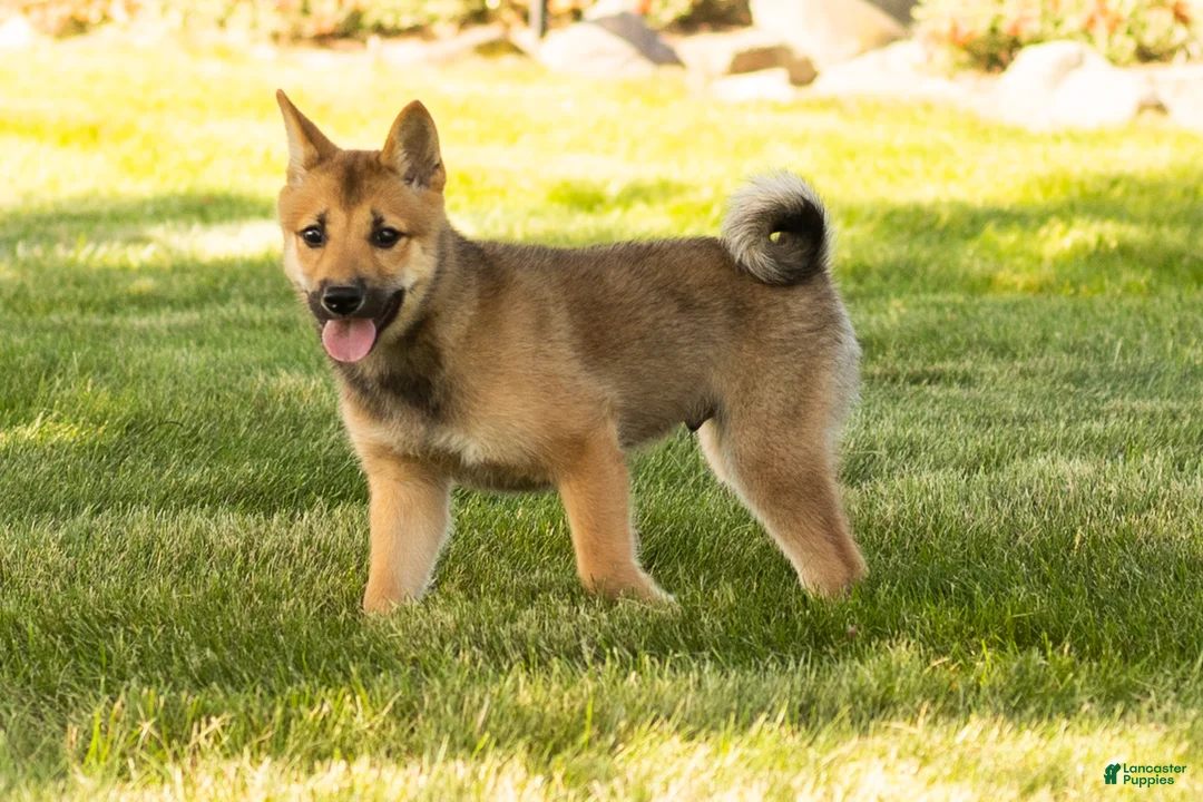 Shiba Inu dogs for sale: Brent  - Ad 2