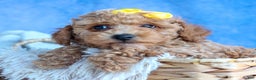 Miniature Poodle dogs for sale: LINSEY - Ad 13