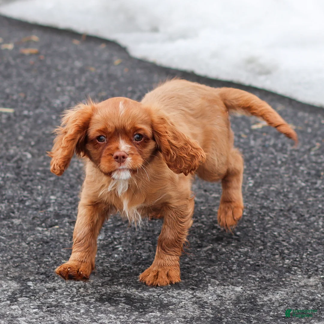 Cavalier King Charles Spaniel dogs for sale: Colsen - Ad 2