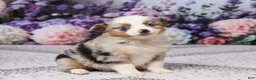 Miniature Australian Shepherd dogs for sale: Molly - Ad 3