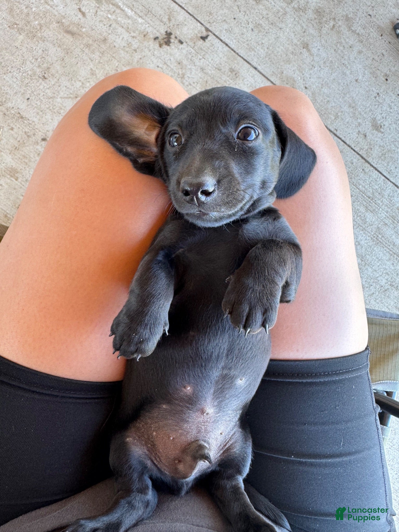 Miniature Dachshund dogs for sale: Miniature Dachshund 2 - Ad 2
