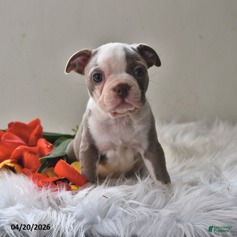 Boston Terrier dogs Sadie - Ad 1