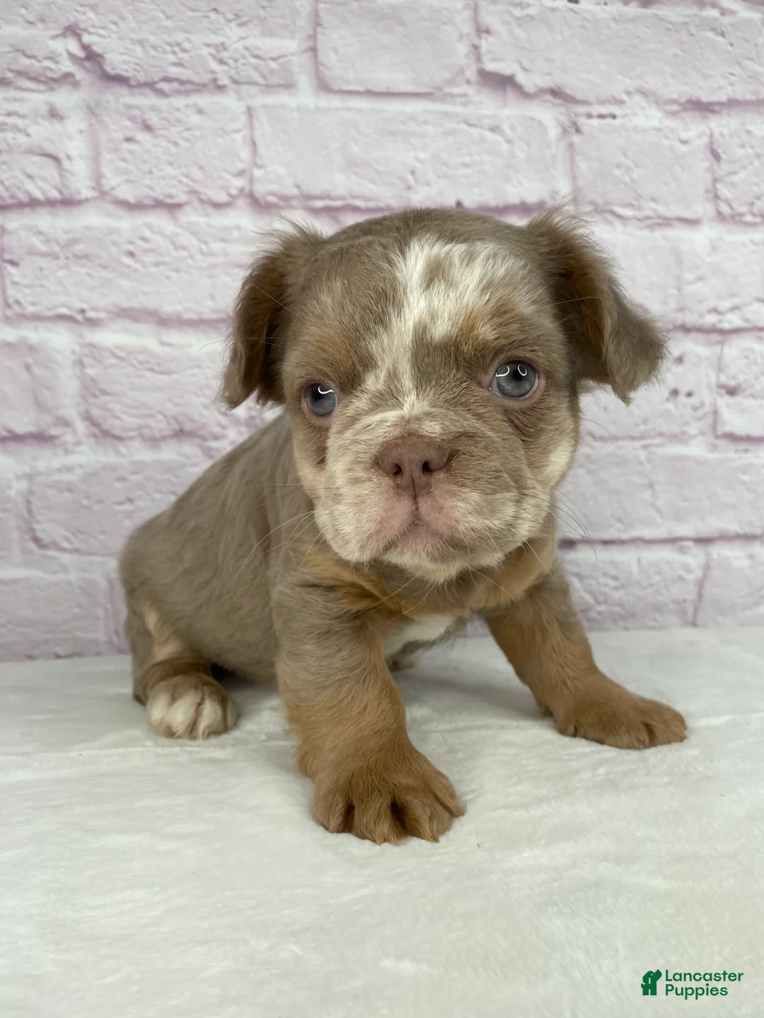 French Bulldog dogs for sale: French Bulldog Puppy 1 - Ad 2