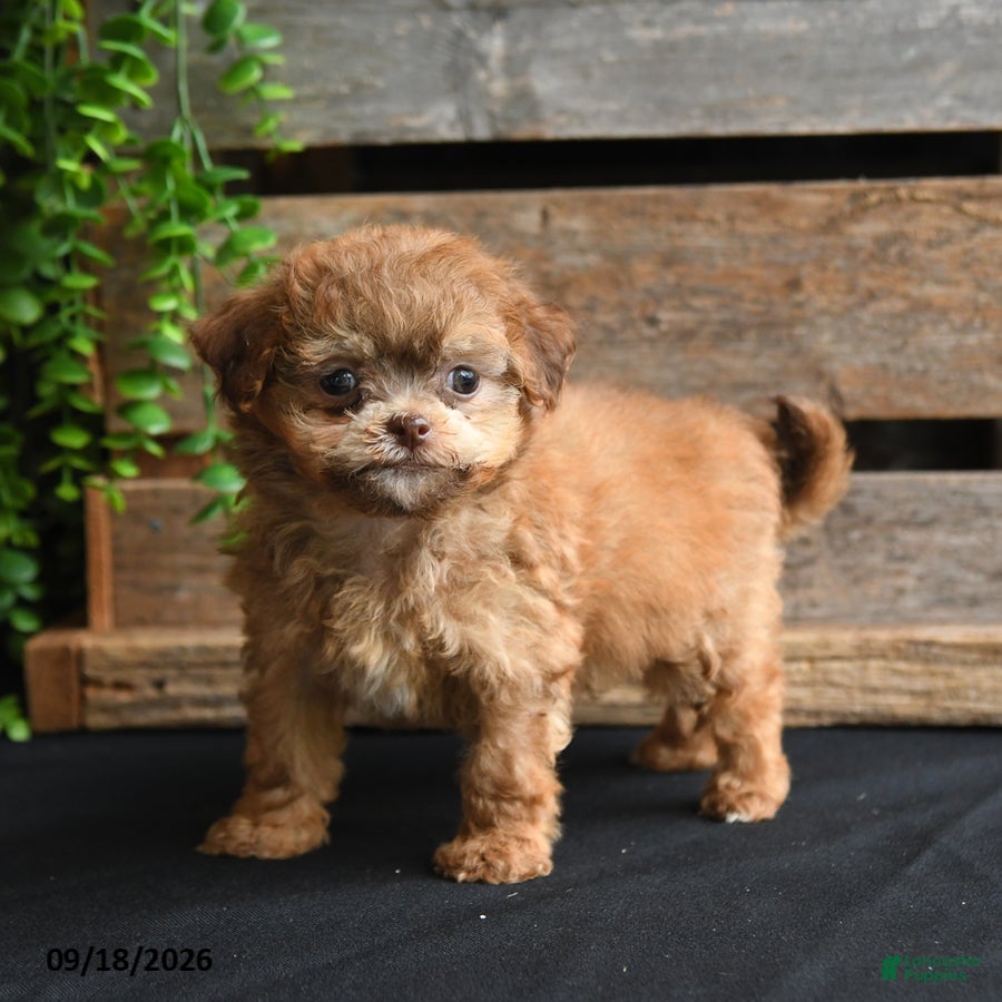 Mixed Breed dogs Bobby - Ad 2