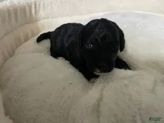 Labradoodle dogs Daisy - Ad 25