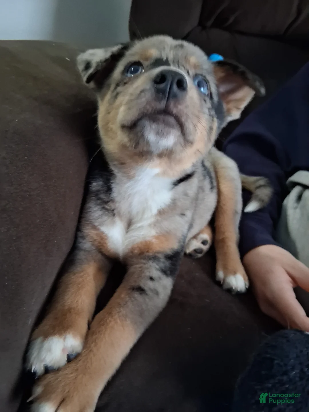 Mixed Breed dogs for sale: Marcel - Ad 4