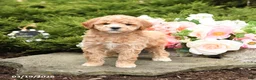 Mini Goldendoodle dogs for sale: Sherlock - Ad 1