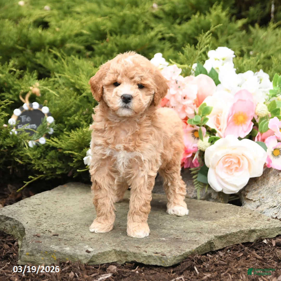 Mini Goldendoodle dogs for sale: Sherlock - Ad 1