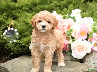 Mini Goldendoodle dogs for sale: Sherlock - Ad 3