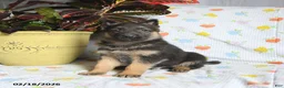 German Shepherd dogs for sale: Winston - Ad 1