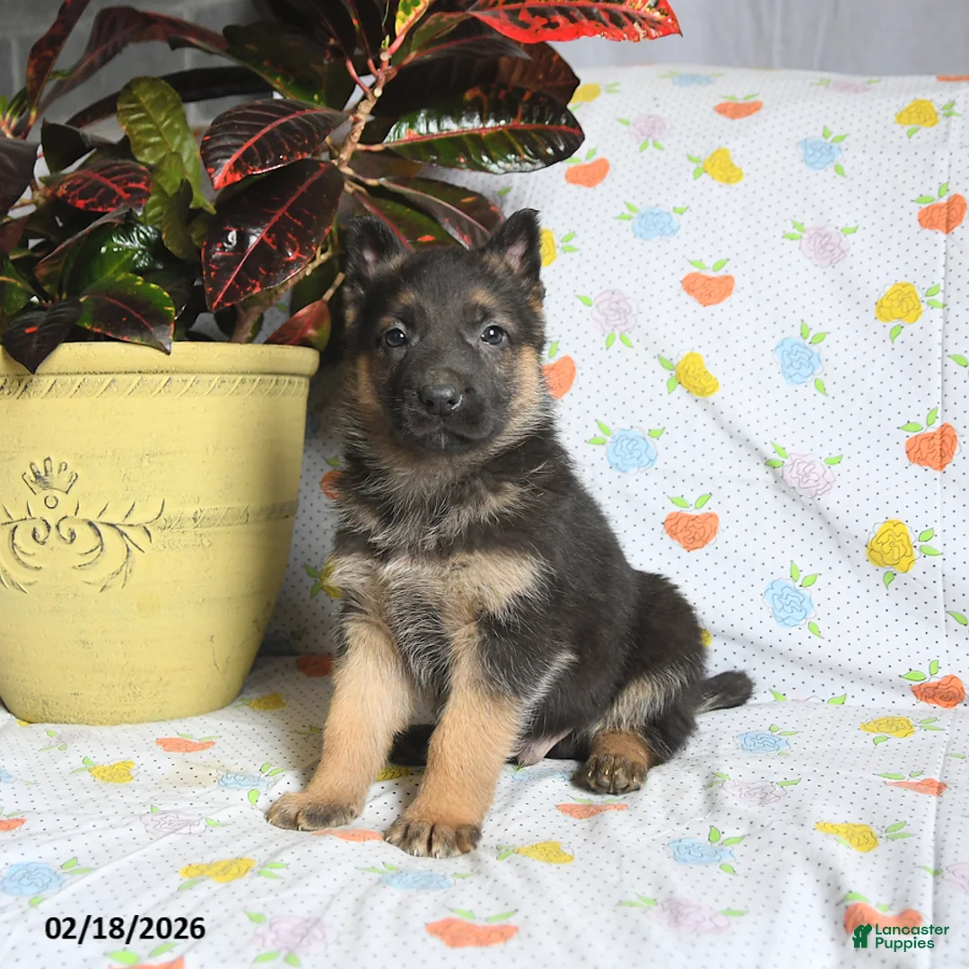 German Shepherd dogs for sale: Winston - Ad 1