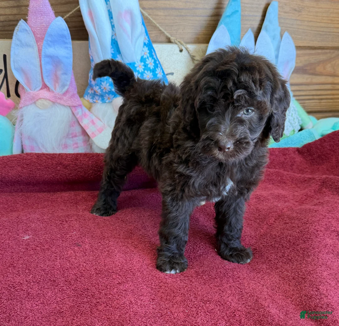 Mini Goldendoodle dogs for sale: Deano - Ad 4