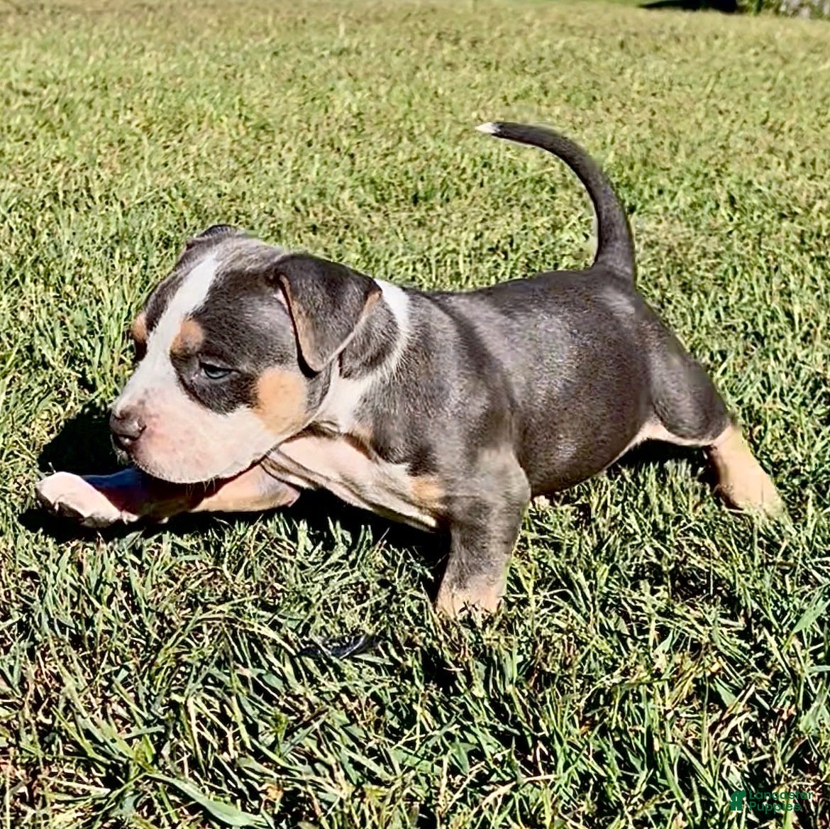 American Bully dogs American Bully 3 - Ad 2