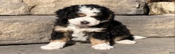 Mini Bernedoodle dogs for sale: Patches - Ad 3