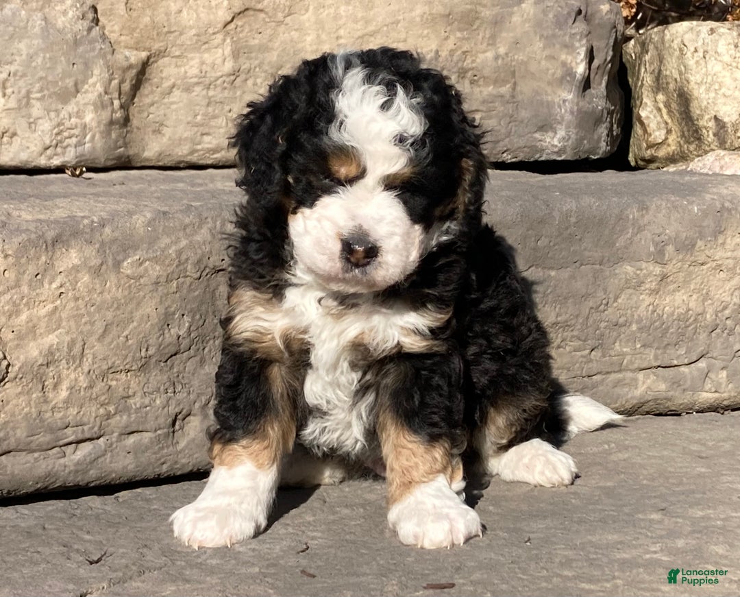 Mini Bernedoodle dogs for sale: Patches - Ad 3