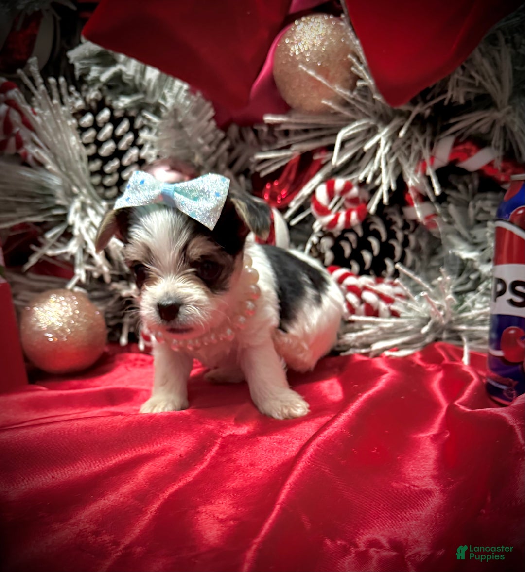 Yorkshire Terrier dogs for sale: Yakko - Ad 14