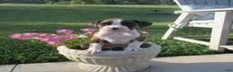 Boxer dogs for sale: Remi - Ad 4
