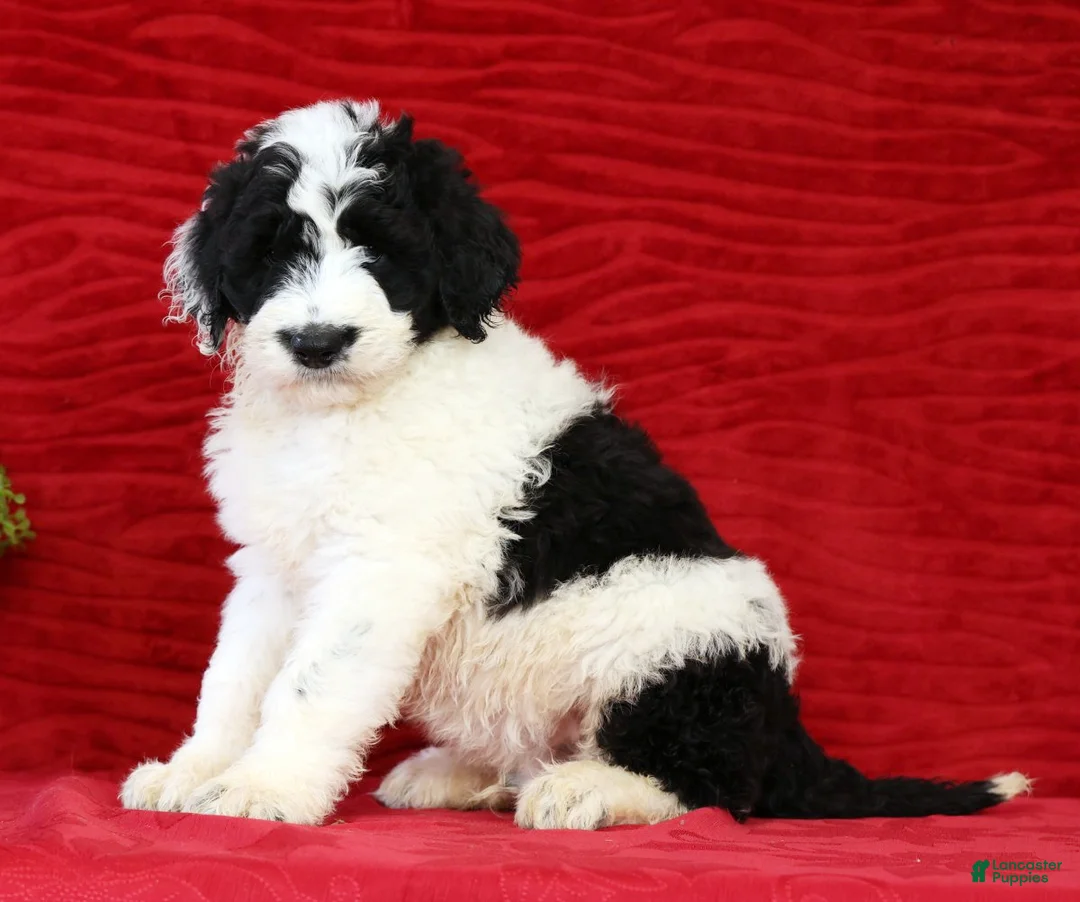 Sheepadoodle dogs for sale: Diesel - Ad 4