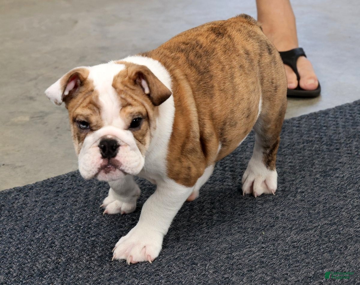 English Bulldog dogs Jasper - Ad 1