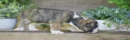 Olde English Bulldogge dogs for sale: Aurora - Ad 15