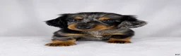 Miniature Dachshund dogs for sale: Gizmo - Ad 8