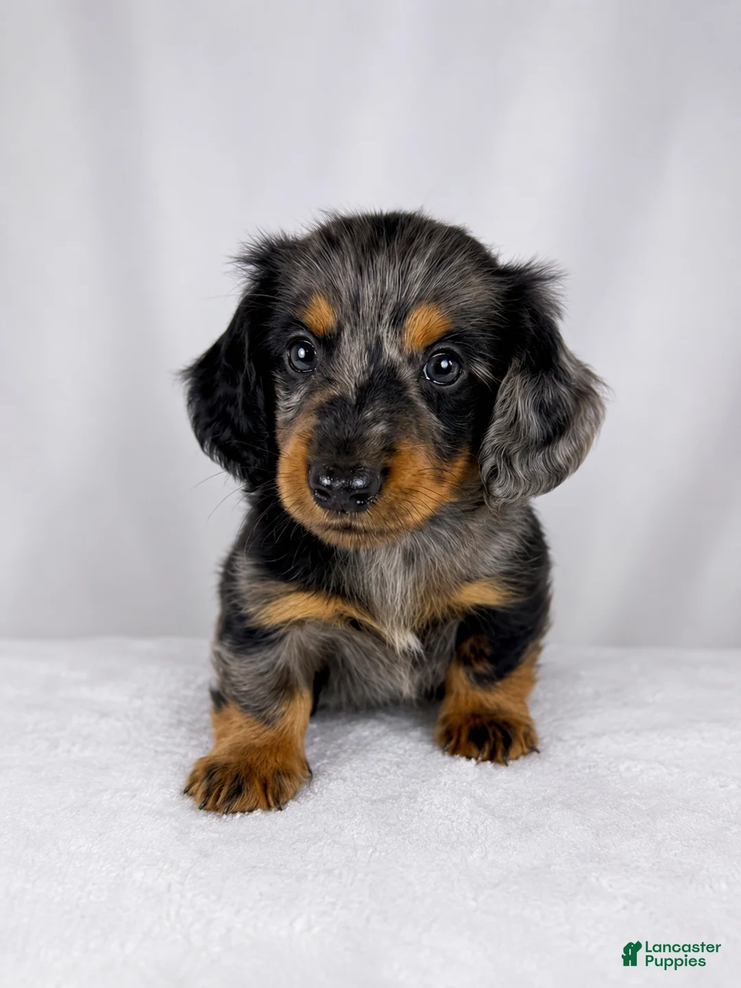 Miniature Dachshund dogs for sale: Gizmo - Ad 8