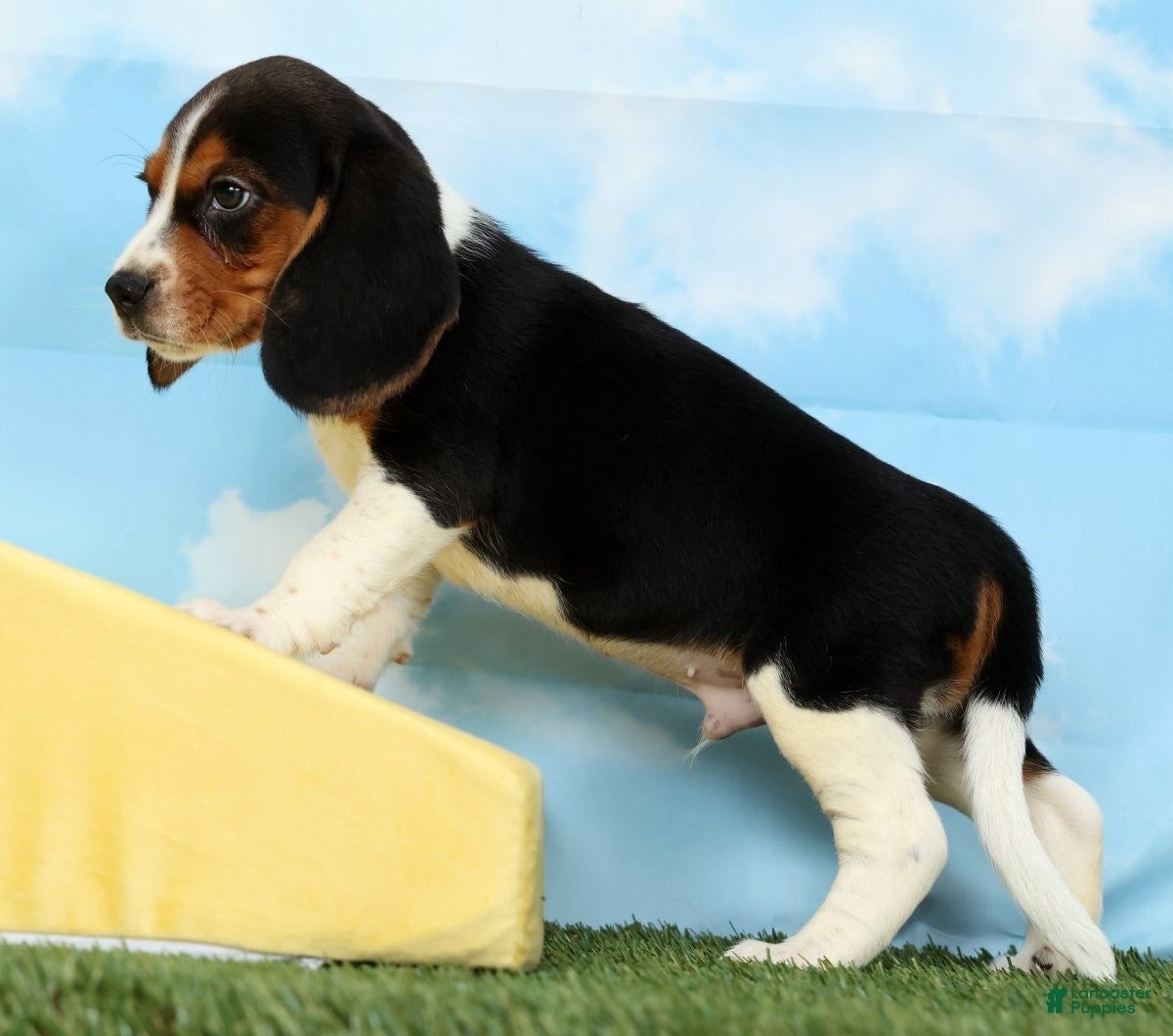 Beagle dogs Buck - Ad 2