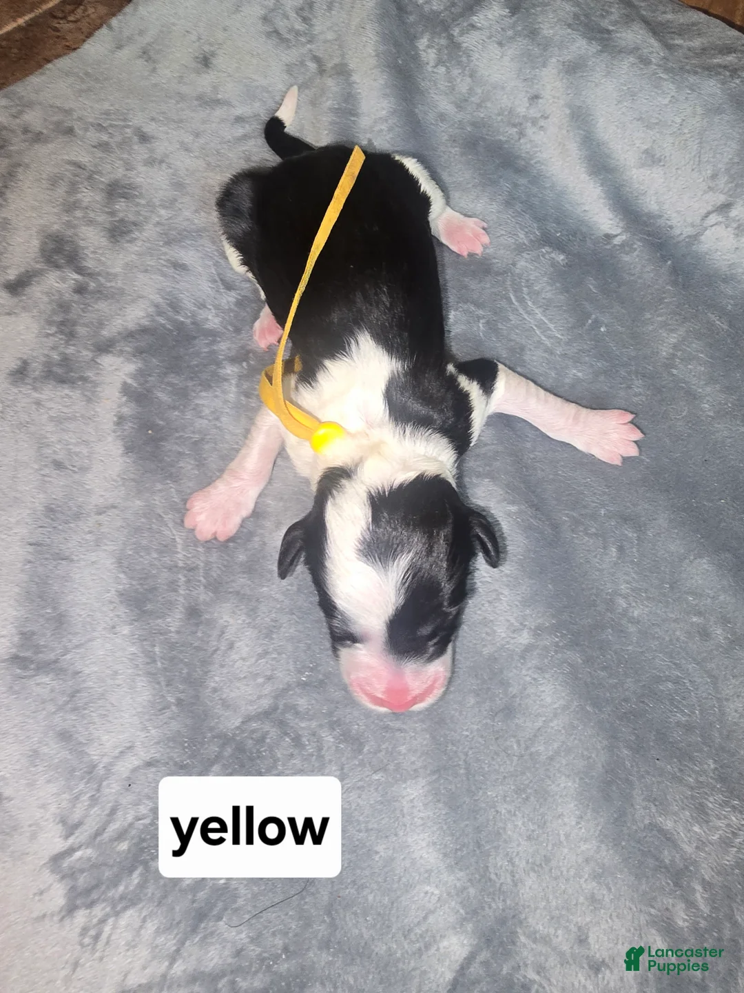 Sheepadoodle dogs for sale: Iris- yellow collar  - Ad 1