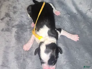 Sheepadoodle dogs Iris- yellow collar - Ad 15