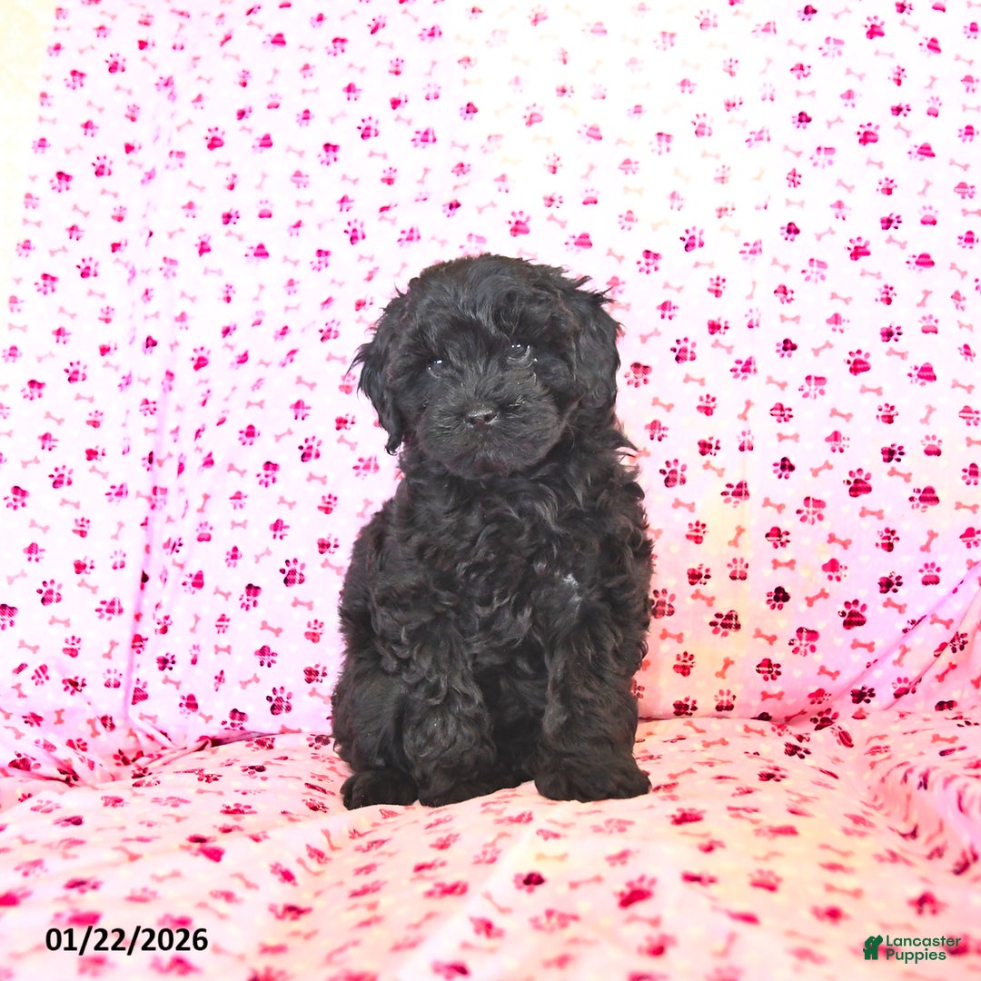 Cockapoo dogs for sale: Muffin  - Ad 1