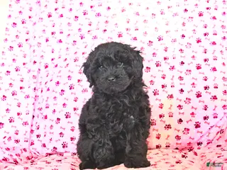 Cockapoo dogs Muffin - Ad 15