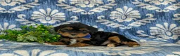 Shorkie dogs for sale: Lowell 7 lbs Full Grown - Ad 4