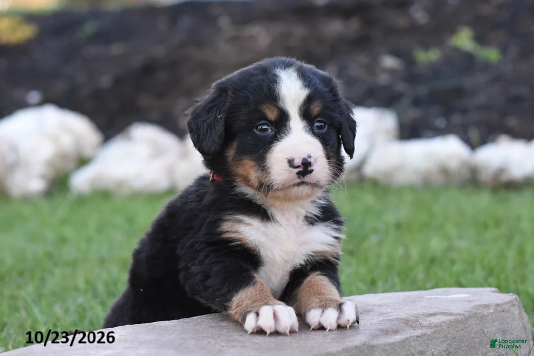 Bernese Mountain Dog dogs for sale: Blitz - Ad 2