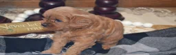Cavapoo dogs for sale: Kara - Ad 3