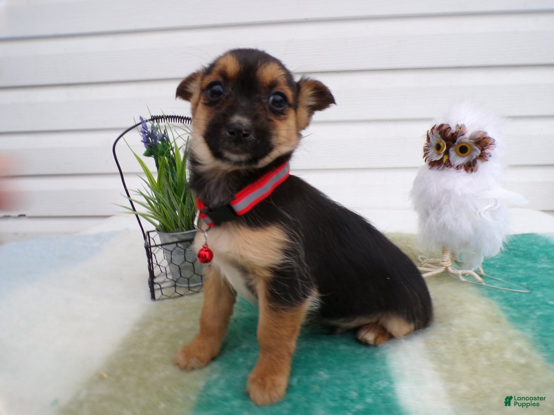 Mixed Breed dogs for sale: Mixed Breed Puppy 5 Tevela - Ad 1