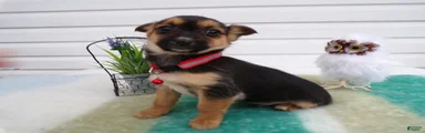 Mixed Breed Puppy 5 Tevela