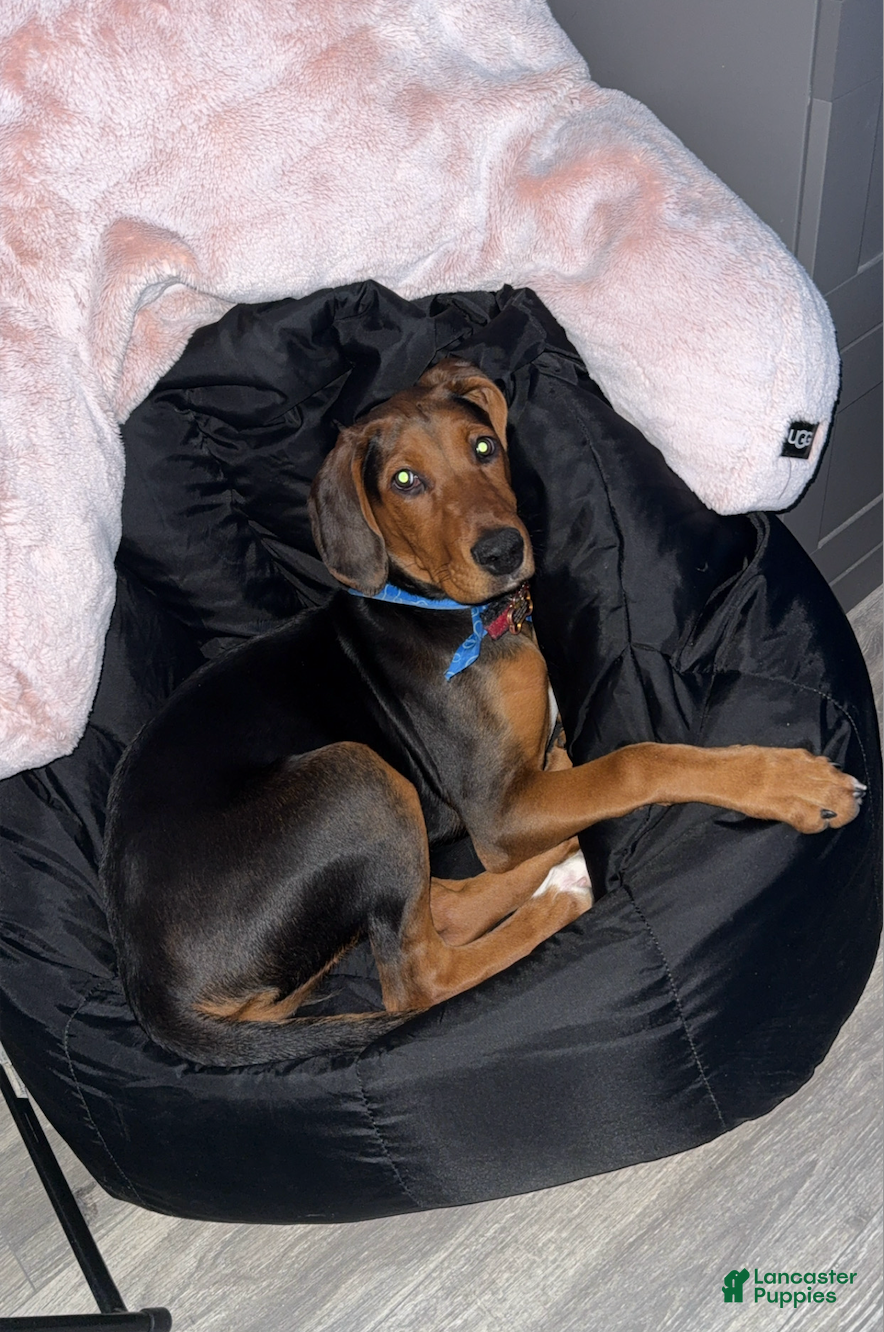 Mixed Breed dogs Sunday - Ad 1