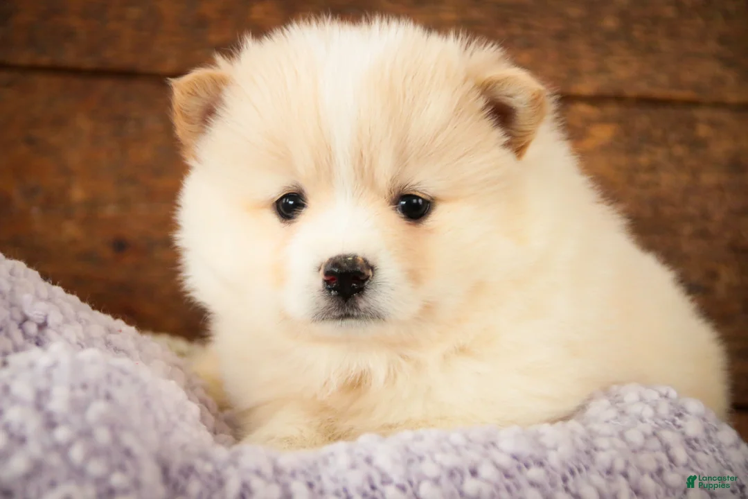 Pomsky dogs for sale: Sage - Ad 3