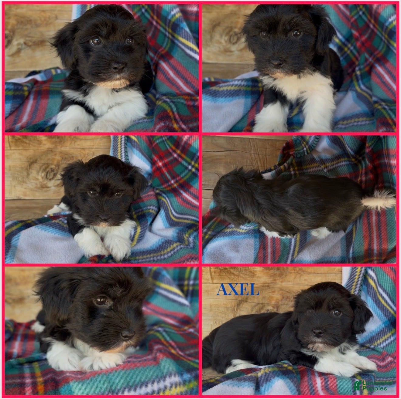 Havanese dogs Axel - Ad 1