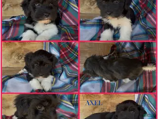 Havanese dogs Axel - Ad 1
