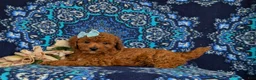 Cavapoo dogs for sale: Giselle - Ad 4