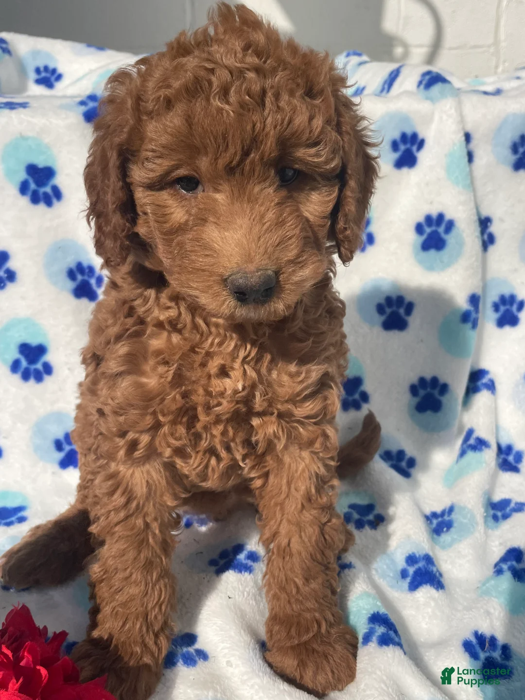 Mini Goldendoodle dogs for sale: Opal - Ad 2