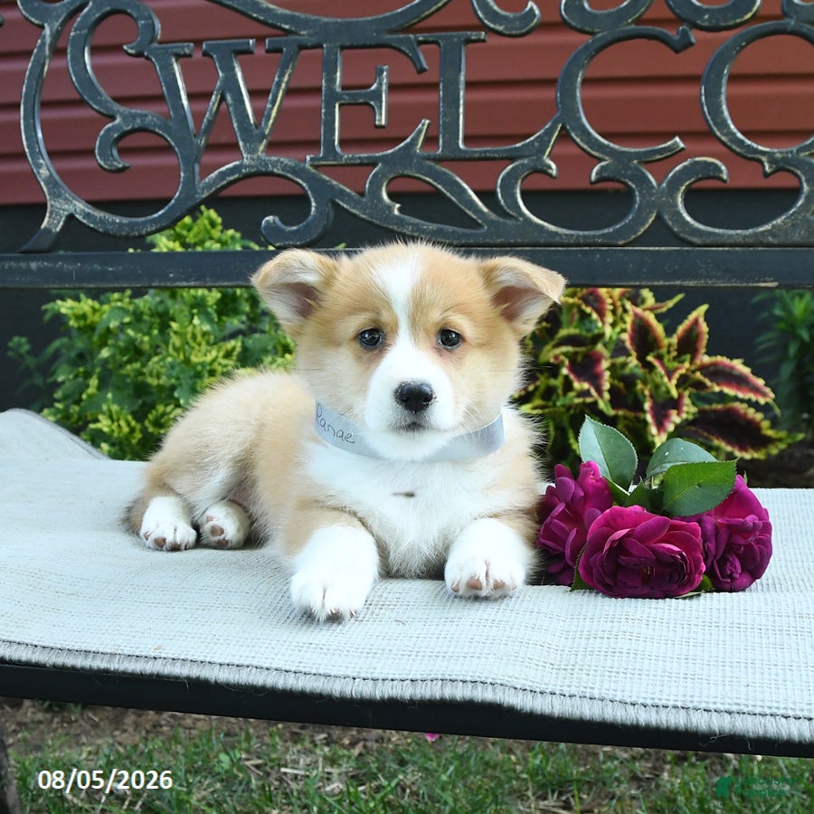 Welsh Corgi Pembroke dogs Ranae - Ad 2
