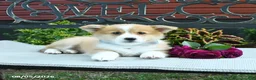 Welsh Corgi Pembroke dogs for sale: Ranae - Ad 2