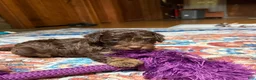 Aussiedoodle dogs for sale: Devins - Ad 1