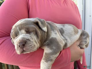 American Bully dogs BELIZE The XL Bully - Ad 22