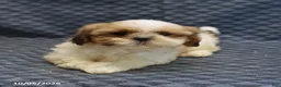 Shih Tzu dogs for sale: Peggy - Ad 4
